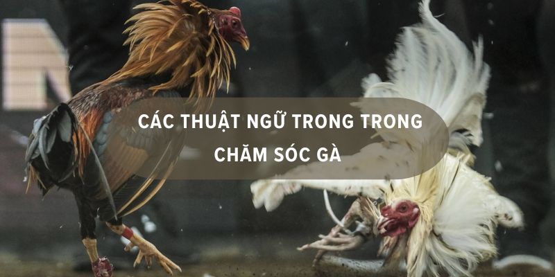 Những thuật ngữ đá gà được đông đảo hội viên quan tâm